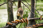 white-nosed coati