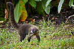 white-nosed coati