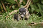 white-nosed coati