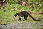 white-nosed coati