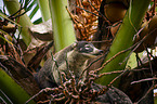 white-nosed coati