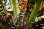 white-nosed coati