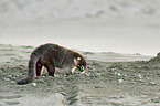 white-nosed coati