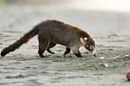 white-nosed coati