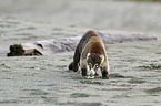 white-nosed coati