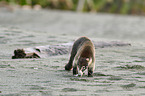 white-nosed coati