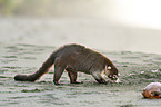 white-nosed coati