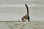 white-nosed coati