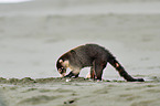 white-nosed coati