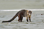 white-nosed coati