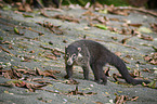 white-nosed coati