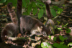 white-nosed coatis