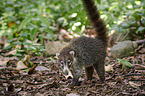 white-nosed coati