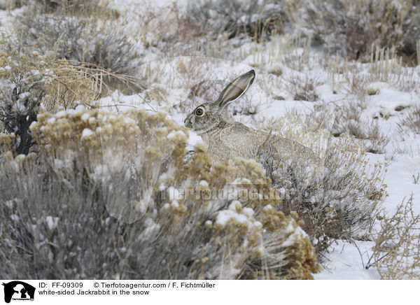 white-sided Jackrabbit in the snow / FF-09309
