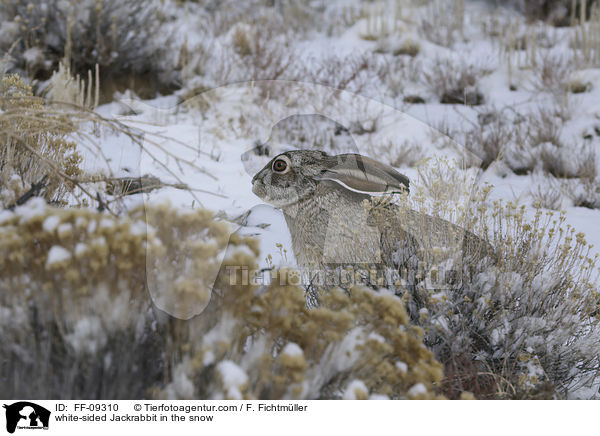 white-sided Jackrabbit in the snow / FF-09310