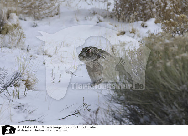 white-sided Jackrabbit in the snow / FF-09311