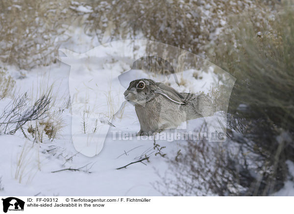 Weiflankenhase im Schnee / white-sided Jackrabbit in the snow / FF-09312