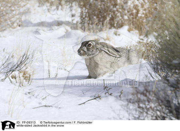 Weiflankenhase im Schnee / white-sided Jackrabbit in the snow / FF-09313