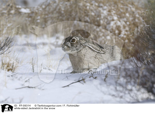 white-sided Jackrabbit in the snow / FF-09314