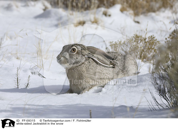 white-sided Jackrabbit in the snow / FF-09315
