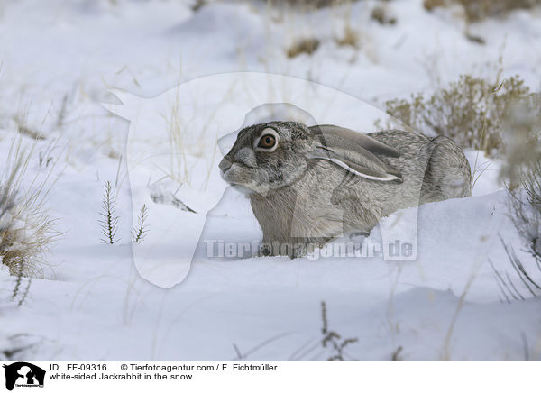 Weiflankenhase im Schnee / white-sided Jackrabbit in the snow / FF-09316