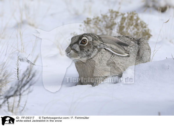Weiflankenhase im Schnee / white-sided Jackrabbit in the snow / FF-09317