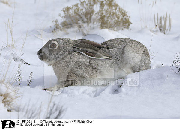 white-sided Jackrabbit in the snow / FF-09318