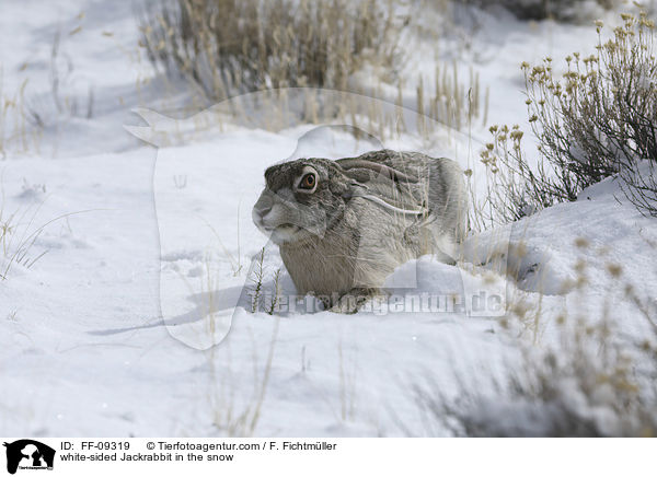 Weiflankenhase im Schnee / white-sided Jackrabbit in the snow / FF-09319
