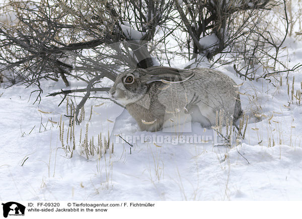 Weiflankenhase im Schnee / white-sided Jackrabbit in the snow / FF-09320