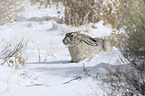 white-sided Jackrabbit in the snow