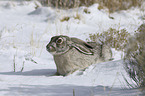 white-sided Jackrabbit in the snow