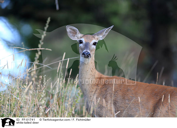white-tailed deer / FF-01741