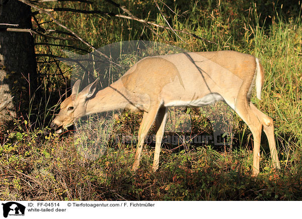 Weiwedelhirsch / white-tailed deer / FF-04514