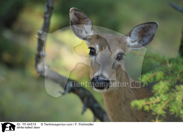 Weiwedelhirsch / white-tailed deer / FF-04515