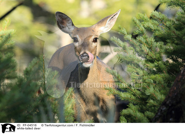 white-tailed deer / FF-04516