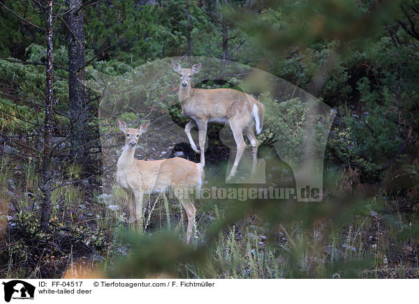 white-tailed deer / FF-04517