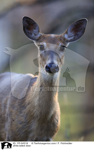 Weiwedelhirsch / white-tailed deer / FF-04518