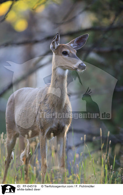 Weiwedelhirsch / white-tailed deer / FF-04519