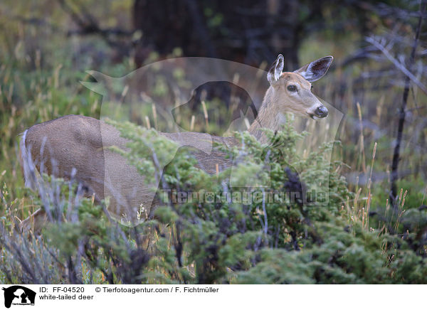 Weiwedelhirsch / white-tailed deer / FF-04520