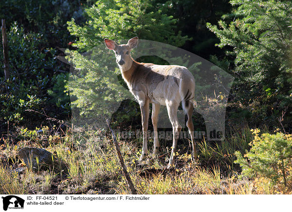 Weiwedelhirsch / white-tailed deer / FF-04521