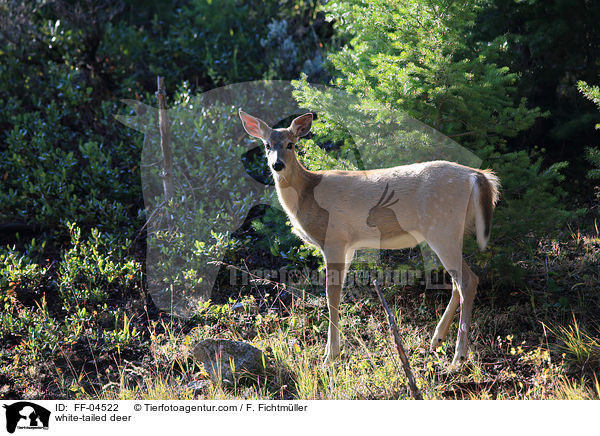 Weiwedelhirsch / white-tailed deer / FF-04522