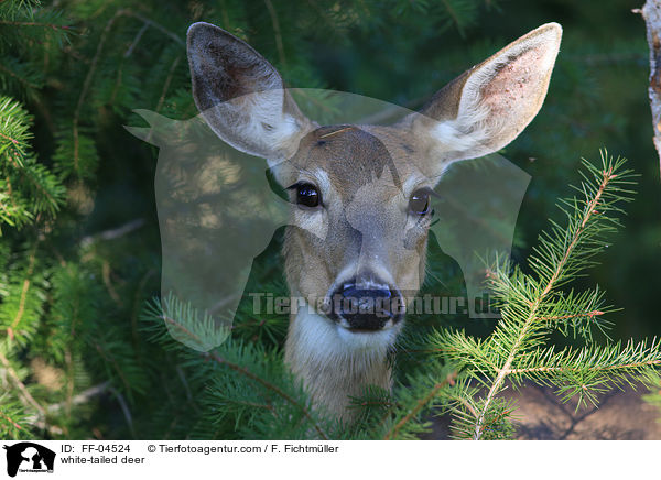 white-tailed deer / FF-04524