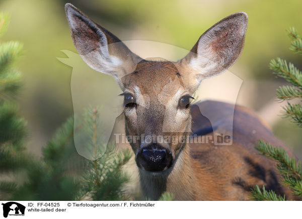 Weiwedelhirsch / white-tailed deer / FF-04525