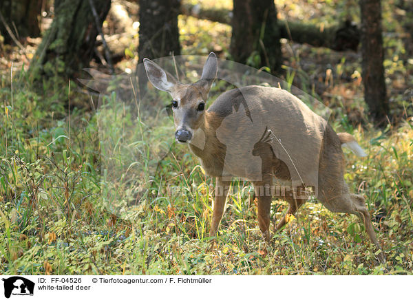 Weiwedelhirsch / white-tailed deer / FF-04526