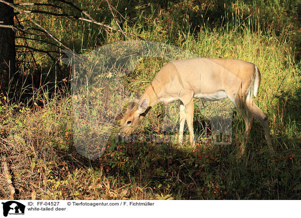 Weiwedelhirsch / white-tailed deer / FF-04527