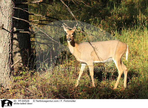 Weiwedelhirsch / white-tailed deer / FF-04528