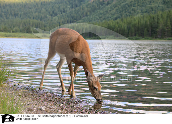 white-tailed deer / FF-05788