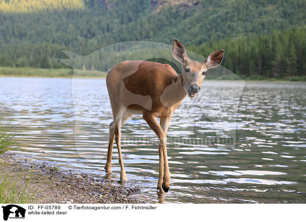 Weiwedelhirsch / white-tailed deer / FF-05789