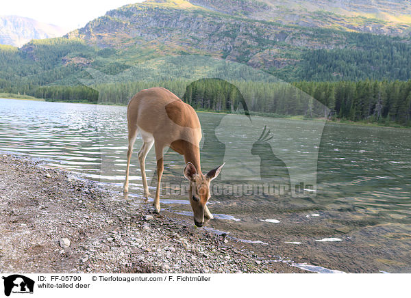 Weiwedelhirsch / white-tailed deer / FF-05790