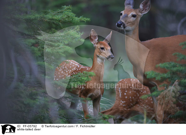 white-tailed deer / FF-05792